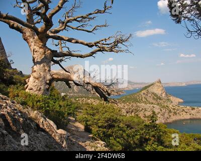 Vue sur les montagnes et la mer dans le village De Novy Svet en Crimée en été Banque D'Images