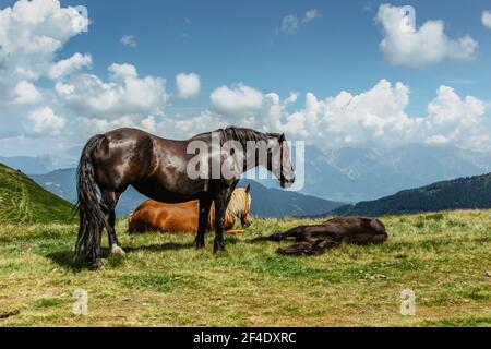 Cheval sur un pâturage avec une grande vue sur les montagnes. Roaming de stalinon brun gratuit dans la prairie alpine d'été. Troupeau de chevaux dans la campagne rurale verte Banque D'Images