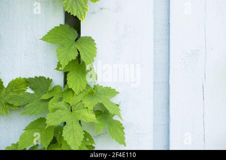 Saut (Humulus lupulus) grimpant sur une clôture en bois Banque D'Images