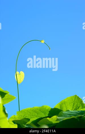 Nouvelle croissance de la vigne en pipe de Dutchman (Aristolochia macrophylla) contre ciel bleu clair. Banque D'Images