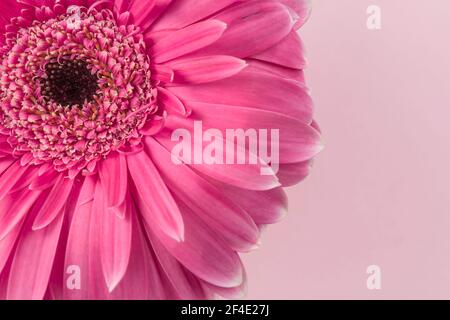 Fleur de couleur rose avec arrière-plan de la même couleur, arrière-plan avec espace pour le texte Banque D'Images