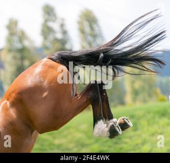 Arrière ou arrière-quarts de cheval brun avec les pieds vers le haut en train de butter Banque D'Images