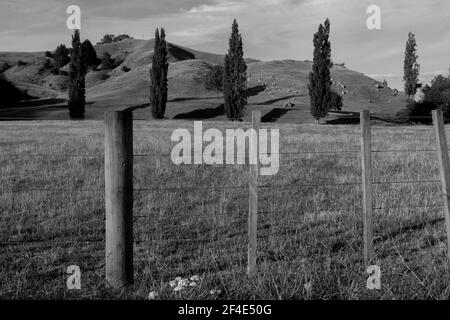 Rangée de cinq peupliers à travers le champ à la base de la colline dans la campagne Waikato Nouvelle-Zélande. En monochrome. Banque D'Images