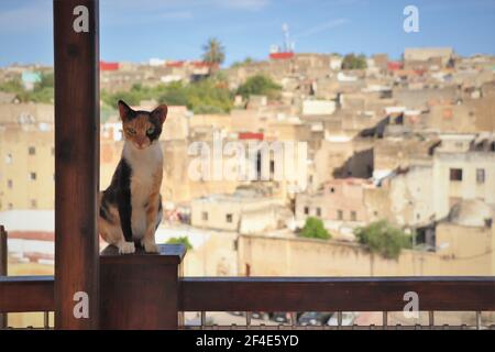 Stray Cat surplombant la Médina de Fès, au Maroc Banque D'Images