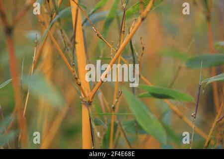 Gros plan sur une plante de bambou fraîche / Phyllostachys aureosulfata F. aureocaulis Banque D'Images