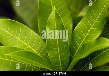 Jeunes feuilles de mangue verte dans un foyer peu profond Banque D'Images