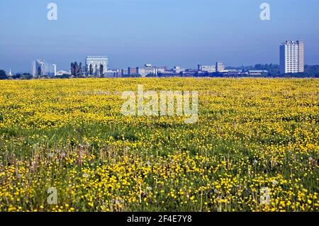 Vue du printemps sur Basingstoke, Hampshire depuis un pré rempli de tasses de beurre. Banque D'Images