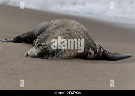 Phoque éléphant mort sur la plage de Limantor en Californie Banque D'Images