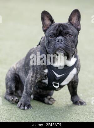 6 mois-Bridle Homme Frenchie Puppy assis et regardant l'appareil photo. Banque D'Images