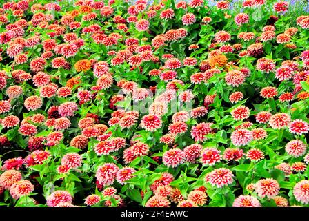 Un beau jardin de zinnies rouges et blanches, au parc Hillcrest, Thunder Bay, Ontario, Canada. Banque D'Images