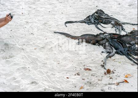 Les iguanes marins se prélassent au soleil sur la plage, en ayant leur photo prise par un photographe touristique. Îles Galapagos Équateur Banque D'Images