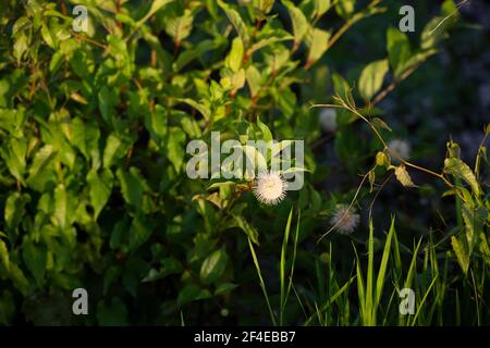 Gros plan d'un buttonbush (Cephalanthus occidentalis) dans une grande usine Banque D'Images