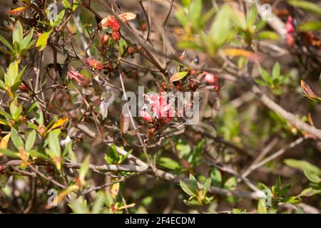 Floraison rouge sur une brousse un après-midi chaud Banque D'Images