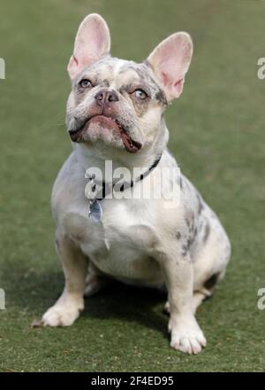 6 mois-Old Tan Merle et le chien de taureaux français lilas Puppy femelle assis et regardant vers le haut. Parc pour chiens hors-laisse dans le nord de la Californie. Banque D'Images