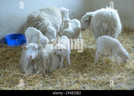 Roskow, Allemagne. 15 mars 2021. Les agneaux et les brebis de la race Skudden se trouvent sur de la paille dans la grange de Skuddenhof, dans le quartier de Roskow, à Weseram. À la ferme, l'agriculteur Katja Behling et son mari Christoph ont fait la race Skudden, la plus petite race de moutons indigènes, qui est l'une des plus anciennes races de moutons domestiques et produit de la laine mélangée blanche. La Skudde figure sur la liste rouge des races d'animaux de ferme menacées d'extinction. (Pour «le temps de l'agissement: La progéniture est un facteur économique pour les éleveurs de moutons») crédit: Soeren Stache/dpa-Zentralbild/ZB/dpa/Alamy Live News Banque D'Images