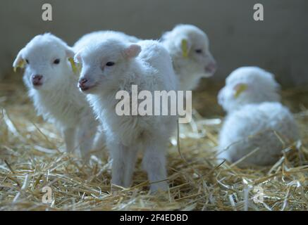Roskow, Allemagne. 15 mars 2021. Les agneaux de Skudden nés en mars 2021 se trouvent sur de la paille dans la grange de Skuddenhof, dans le quartier de Roskow, à Weseram. L'agriculteur Katja Behling et son mari Christoph Breed Skudden, la plus petite race de moutons indigènes, qui est l'une des plus anciennes races de moutons domestiques et produit de la laine mélangée blanche. La Skudde figure sur la liste rouge des races d'animaux de ferme menacées d'extinction. (Pour «le temps de l'agissement: La progéniture est un facteur économique pour les éleveurs de moutons») crédit: Soeren Stache/dpa-Zentralbild/ZB/dpa/Alamy Live News Banque D'Images