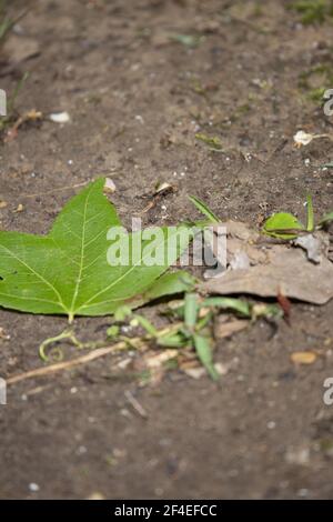 Feuille de gomme à mâcher verte (Liquidambar) sur le sol dans la terre humide Près des feuilles de chêne d'eau séchées (Quercus nigra) Banque D'Images