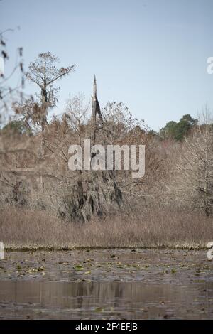 Les plantes et les arbres de marais rouges et bruns ont le bord d'un lac Banque D'Images