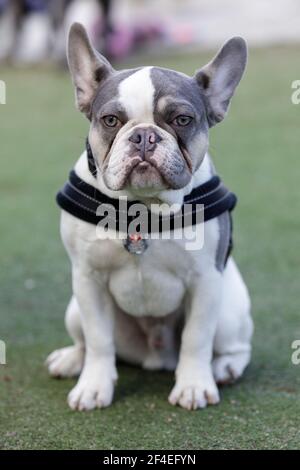 7-Old Pied Frenchie Puppy Homme assis. Parc pour chiens hors-laisse dans le nord de la Californie. Banque D'Images