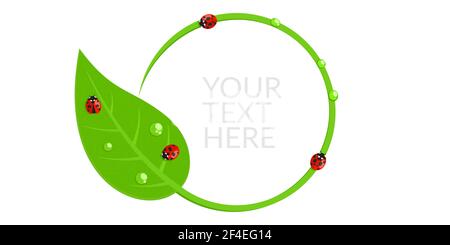 Bannière ronde verte avec coccinelles rouges et gouttes d'eau Illustration vectorielle isolée à feuilles Illustration de Vecteur