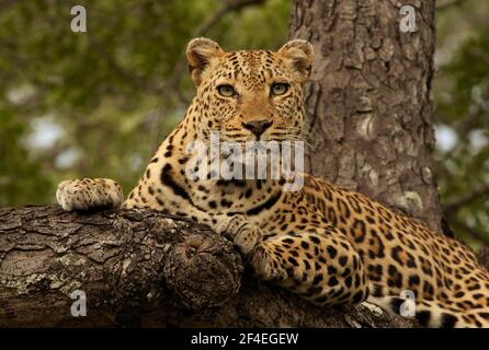 Portrait d'un léopard, photo prise lors d'un safari à Sabi Sands, Afrique du Sud Banque D'Images