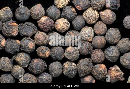 GRAINES DE MALABAR COMMUNÉMENT CONNUES SOUS LE NOM D'ÉPINARDS INDIENS, CÉYLAN OU VIGNE (BASELLA ALBA, B. RUBRA, B. CORDIFOLIA) Banque D'Images