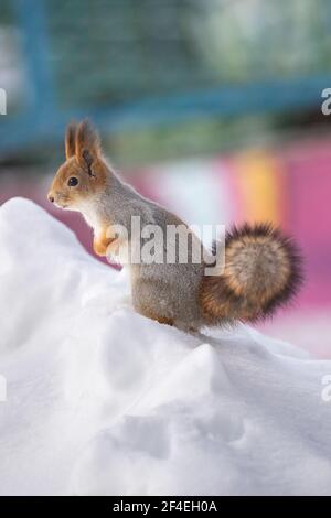 Un écureuil est assis dans la neige dans un parc. Banque D'Images