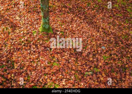 Détails de l'automne les feuilles rouges colorés couvrant la masse dans le japon. Banque D'Images