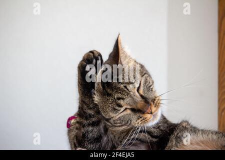Vue rapprochée d'un tabby rayé gris chat lavant son oreille avec sa patte Banque D'Images