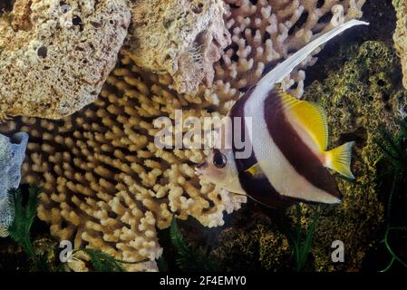 Le coralfish pennant (Heniochus acuminatus), également connu sous le nom de bannerfish à longues nageoires, bannerfish de récif ou coachman Banque D'Images