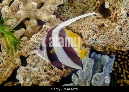 Le coralfish pennant (Heniochus acuminatus), également connu sous le nom de bannerfish à longues nageoires, bannerfish de récif ou coachman Banque D'Images