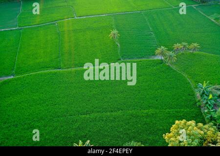 Vue aérienne du champ de riz vert à Bhaluka à Mymensing. Bangladesh Banque D'Images