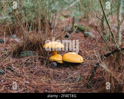 Trois champignons chanterelles jaunes sur le plancher de la forêt de pins, foyer sélectif Banque D'Images
