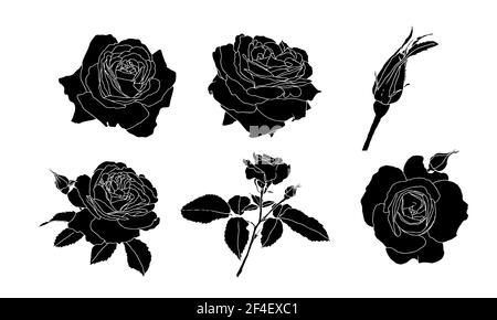 Ensemble de silhouettes de fleurs de rose et de feuilles sur fond blanc. Esquisse dessinée à la main, illustration vectorielle. Éléments décoratifs pour cartes, invitation Illustration de Vecteur