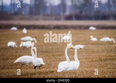 Photo à mise au point sélective. Oiseaux de cygne de Whooper. Saison de printemps. Banque D'Images