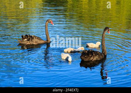 Une famille de deux cygnes noirs et de trois cygnets moelleux natation sur un lac Banque D'Images