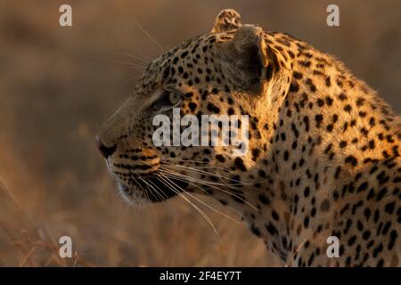 Portrait d'un léopard, photo prise lors d'un safari à Sabi Sands, Afrique du Sud Banque D'Images