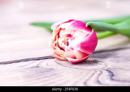 Gros plan d'une tulipe rose avec une bordure blanche sur une table vintage en bois. Tulipes mignons, fleurs de printemps. Banque D'Images