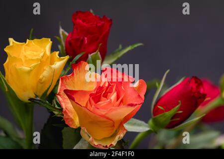 Roses, symbole de l'amour, fleurs multicolores sur fond flou. Banque D'Images