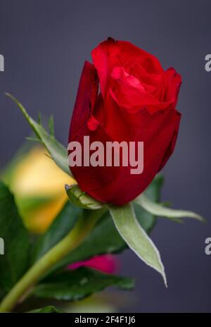 Roses, symbole de l'amour, fleurs multicolores sur fond flou. Banque D'Images