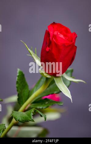 Roses, symbole de l'amour, fleurs multicolores sur fond flou. Banque D'Images