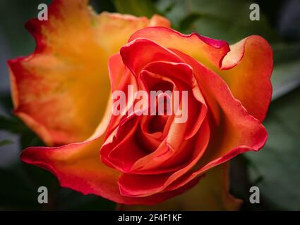 Roses, symbole de l'amour, fleurs multicolores sur fond flou. Banque D'Images