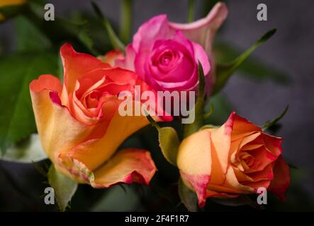 Roses, symbole de l'amour, fleurs multicolores sur fond flou. Banque D'Images