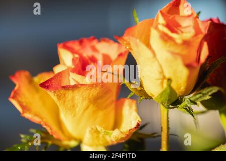 Roses, symbole de l'amour, fleurs multicolores sur fond flou. Banque D'Images