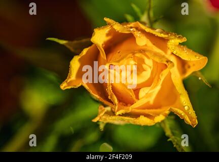 Roses, symbole de l'amour, fleurs multicolores sur fond flou. Banque D'Images