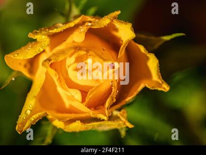 Roses, symbole de l'amour, fleurs multicolores sur fond flou. Banque D'Images