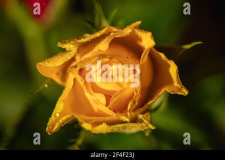 Roses, symbole de l'amour, fleurs multicolores sur fond flou. Banque D'Images