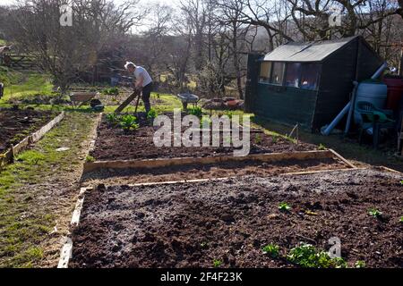 Homme jardinier personne travaillant dans le jardin de printemps avec des cendres de bois et le paillis de compost sur les lits surélevés se préparer à la plantation Semences de semis Royaume-Uni KATHY DEWITT Banque D'Images