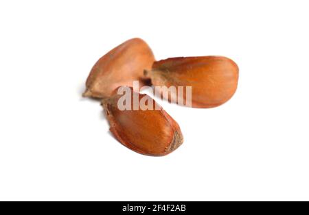 Graines de hêtre européen Fagus sylvatica. Isolé sur fond blanc. Banque D'Images