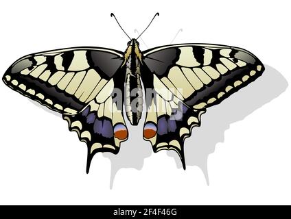 Tiger Swallowtail Butterfly Illustration de Vecteur